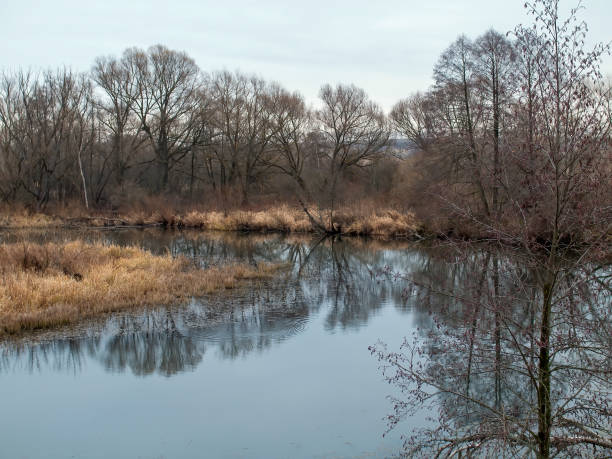 the bank of a small forest river on a cloudy day, in autumn