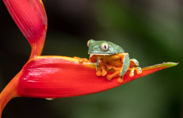 istock Red-eyed Tree Frog in Costa Rica 1368995407