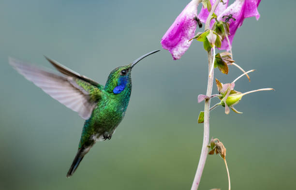 istock Hummingbird in Costa Rica 1368995418