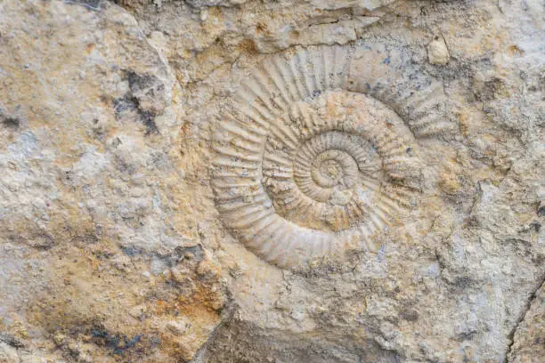 The imprint of a prehistoric ammonite shell in a stone. Paleontological preserved evidence of ancient life. Spiral fossil. Snail-like shell.