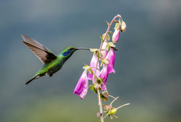 istock Hummingbird in Costa Rica 1368995523