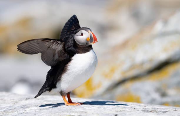 istock Atlantic Puffin off the Coast of Maine 1368996830