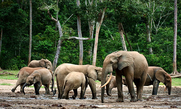 アフリカの森で象（loxodonta cyclotis ）。 - アフリカゾウ ストックフォトと画像