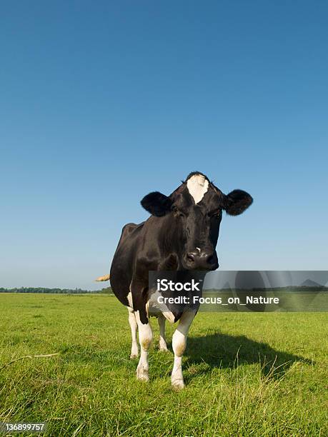 Photo libre de droit de Vache Laitière banque d'images et plus d'images libres de droit de Agriculture - Agriculture, Boisson, Bovin