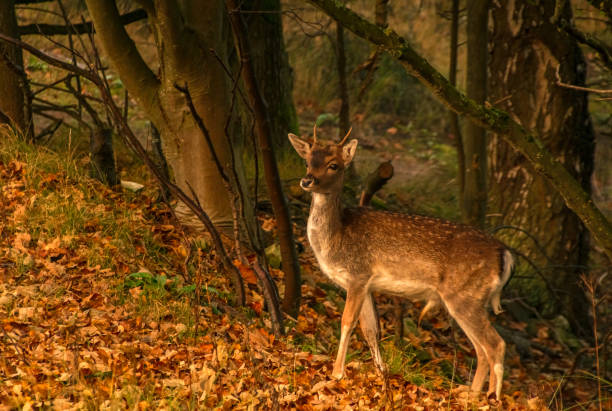 istock deer in forest in autumn 1368998324