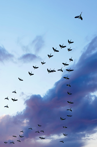 flock of migrating canada geese flying at sunset, vertical frame