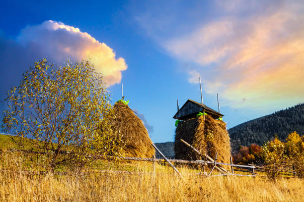 Traditional haystack of dry yellow hay under wooden roof built with long poles behind fence in highland under blue sky on sunny autumn day