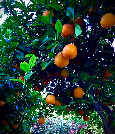 Ripe fresh oranges