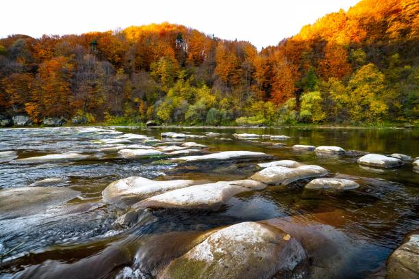Shallow mountain river rapids with evergreen autumn terracotta forests on steep banks, long exposure shot
