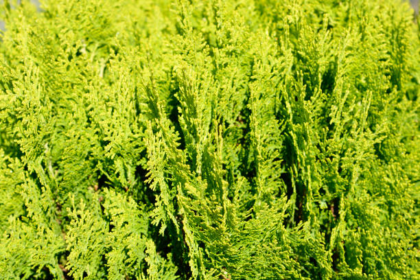 istock Dwarf golden oriental thuja 1369001366