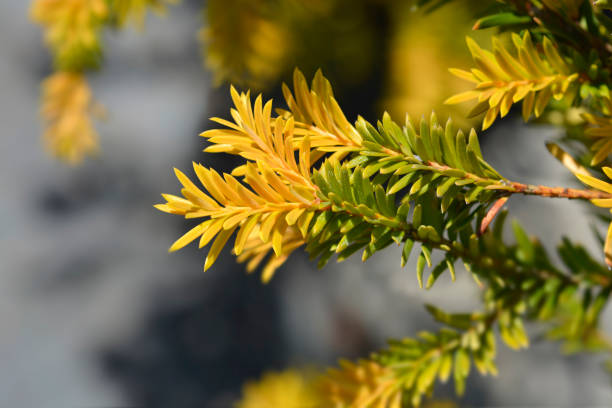 istock Irish Yew Goud Elsje 1369001392
