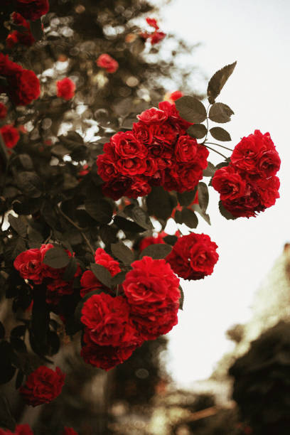 Rose flowers in full bloom on a bush