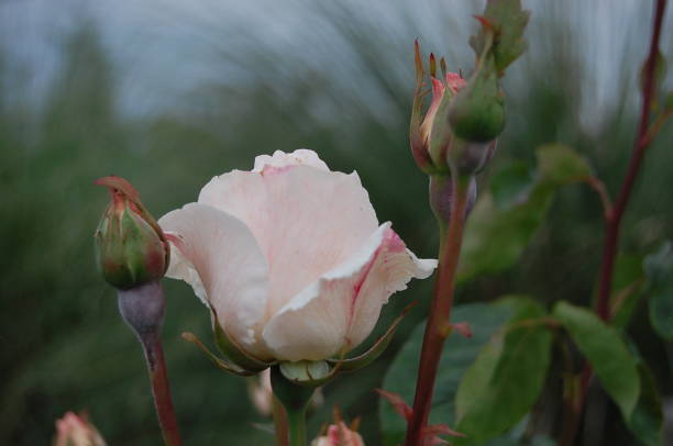 istock flores y plantas 1369005211