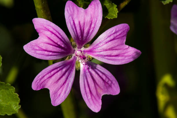 istock flores y plantas 1369005274
