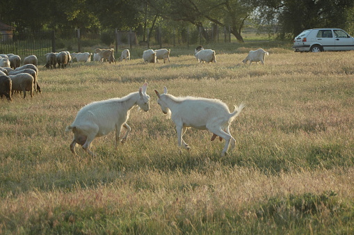 Village goats ramming heads