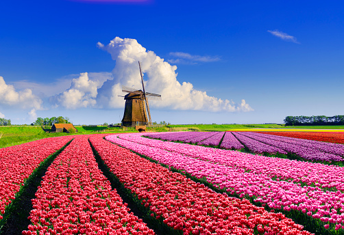 Colorful tulip fields in front of a Dutch windmill under a nicely clouded sky. Location is Schermerhorn, Netherlands.