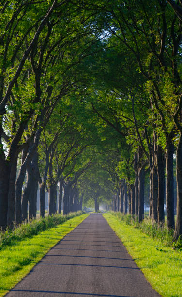 istock Rows of Trees along a Country Road 1369006914