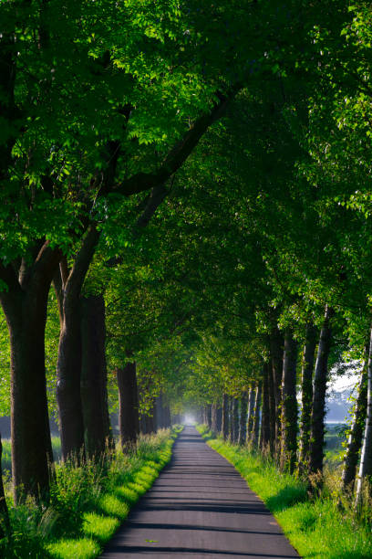 rangées d’arbres le long d’une route de campagne - schermerhorn photos et images de collection