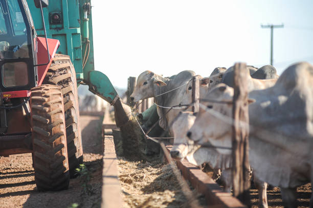 istock Young Nelore beef cattle feeding on sustainable model farm 1369008874