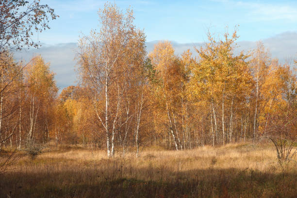 Birch grove with withered grass in an autumn day.