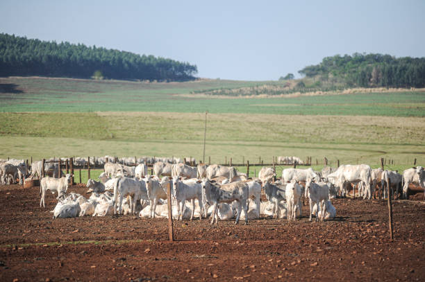 istock Raising young Nelore beef cattle on a sustainable model farm 1369008970