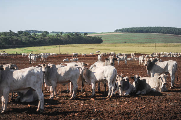 istock Raising young Nelore beef cattle on a sustainable model farm 1369009185