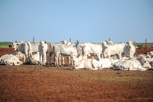 Raising young Nelore beef cattle on a sustainable model farm. Farm in a rural region in the state of Paraná