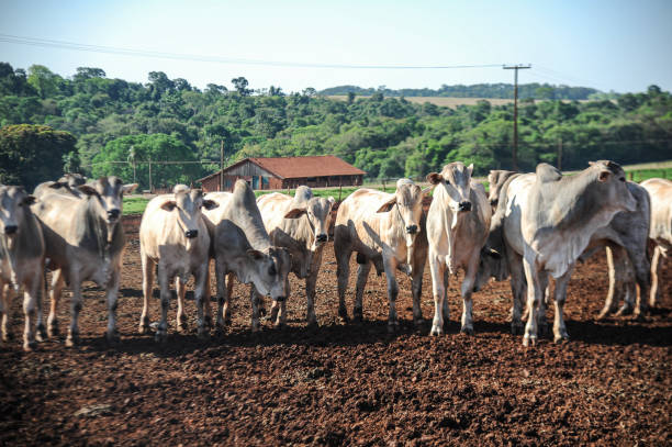 istock Raising young Nelore beef cattle on a sustainable model farm 1369010179