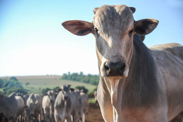 Nelore beef cattle in the foreground on a sustainable model farm. Farm in a rural region in the state of Paraná
