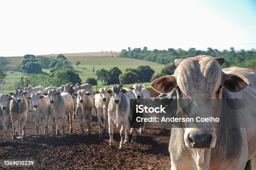 istock Nelore beef cattle in the foreground on a sustainable model farm 1369010239