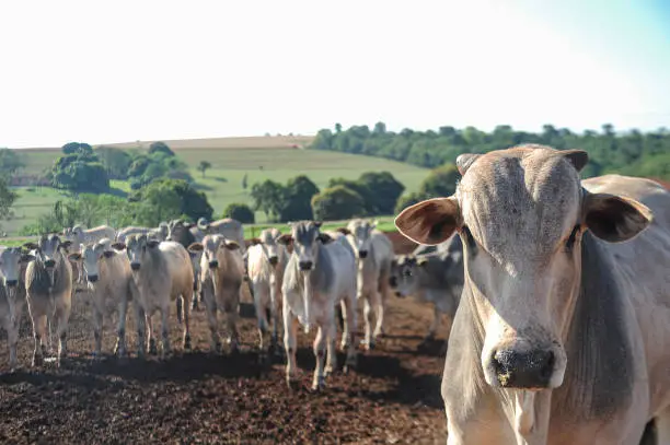 Nelore beef cattle in the foreground on a sustainable model farm. Farm in a rural region in the state of Paraná