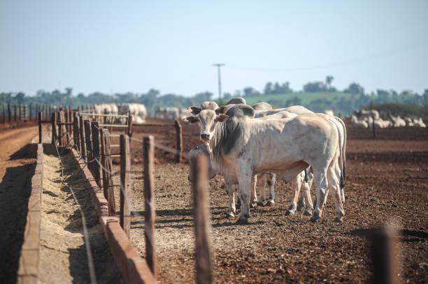 jovem nelore gado de corte se alimentando de fazenda modelo sustentável - boi brasil - fotografias e filmes do acervo