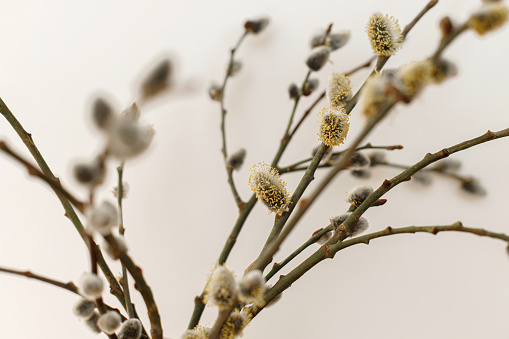Willow branches close up in sunny light on white wall background. Happy Easter ! Simple stylish easter decor. Space for text. Blooming pussy willow, spring time