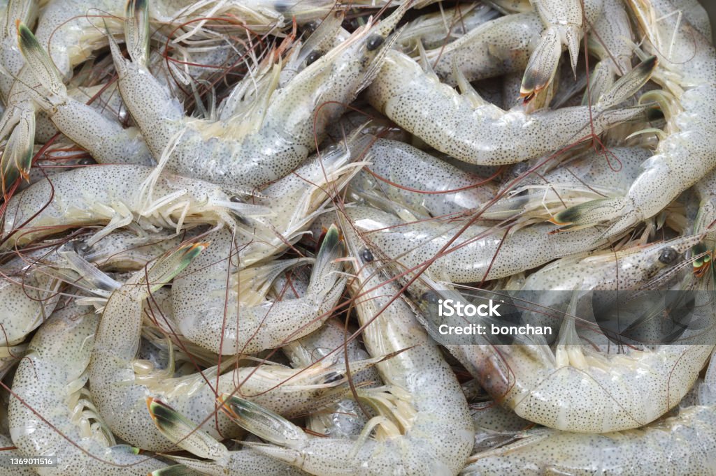japanese shiba shrimp shiba ebi, the most famous shrimp in Japan Close-up Stock Photo
