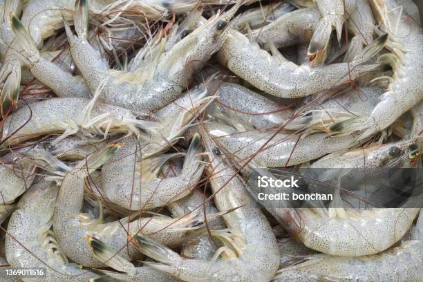 Japanese Shiba Shrimp Stock Photo - Download Image Now - Close-up, Color Image, Ebi Nigiri