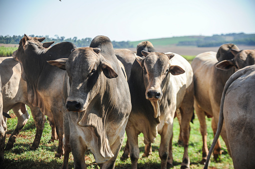 Adult Nellore beef cattle on a sustainable farm. Farm in a rural region in the state of Paraná