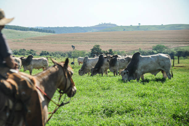 istock Raising young Nelore beef cattle on a sustainable model farm 1369011592