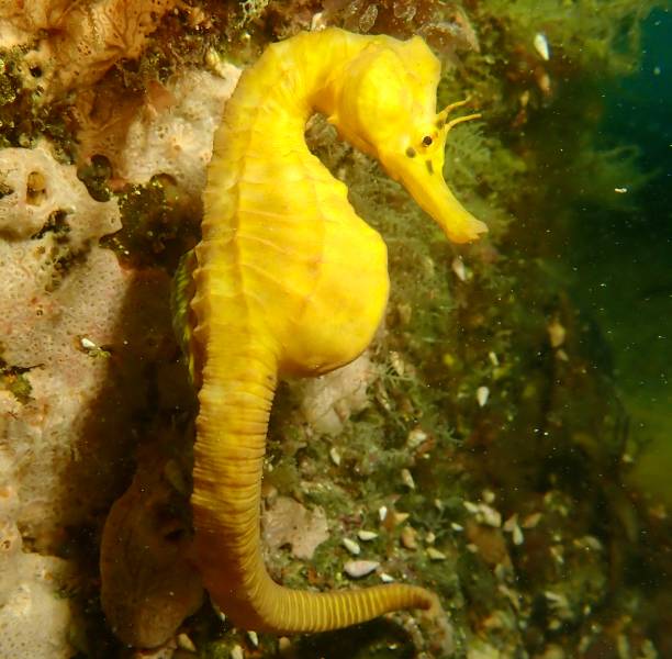 istock Southern pot bellied seahorse 1369011673