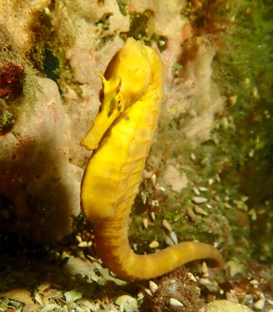 istock Southern pot bellied seahorse 1369011687