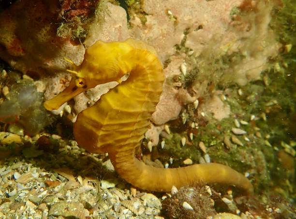 istock Southern pot bellied seahorse 1369011701