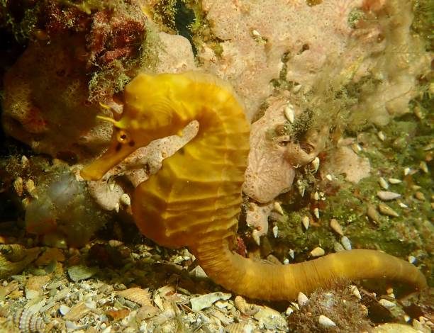 istock Southern pot bellied seahorse 1369011716