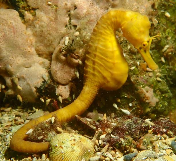 istock Southern pot bellied seahorse 1369011836