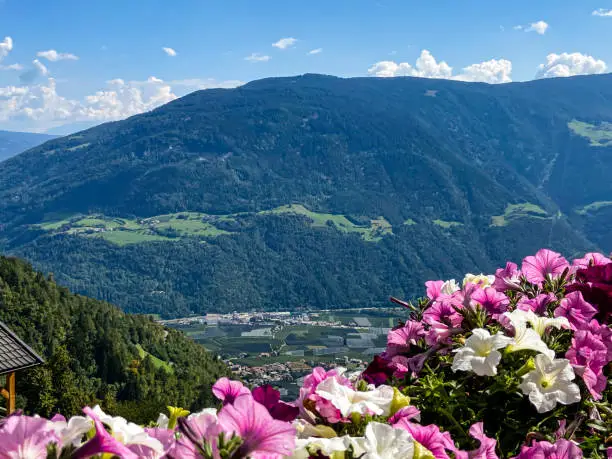 In the mountains with flowers in the foreground