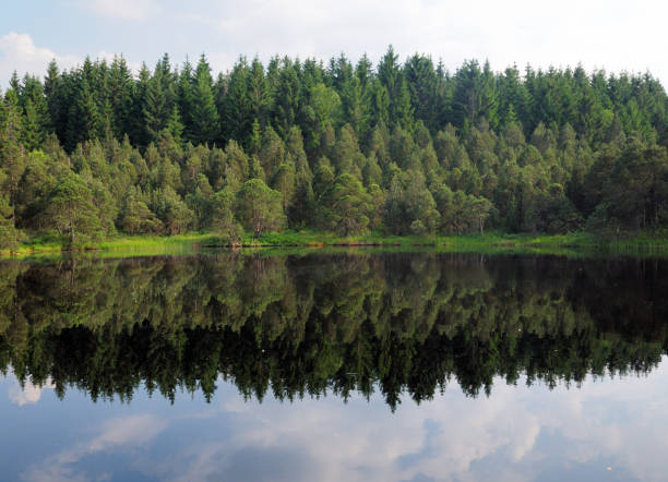 Idyllic Little Lake Blindensee With Reflections On The Calm Surface In The Forest Near Triberg Black Forest Germany On A Beautiful Sunny Summer Day With A Blue Sky And A Few Clouds