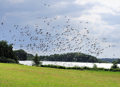 Flock Of Sea Gulls At The Ploen Lake Germany On A Beautiful Sunny Summer Day