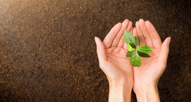 植物手に - planting tree human hand women ストックフォトと画像