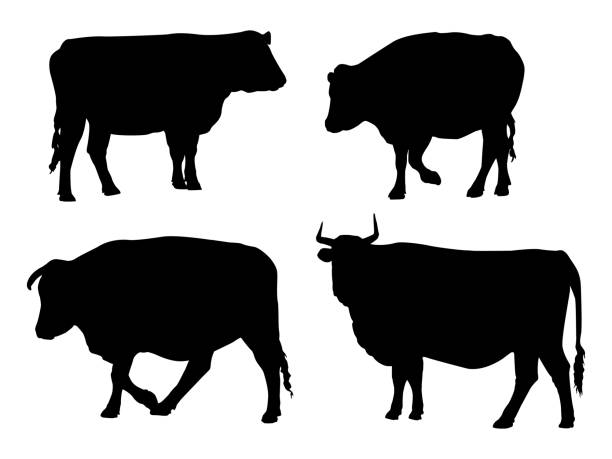 Steer Beef Cattle Silhouette Standing Agriculture Livestock A group of steer beef cattle black silhouettes on a white background.  These are Aberdeen Angus cattle and Hereford cattle breed livestock. aberdeen angus cattle stock illustrations