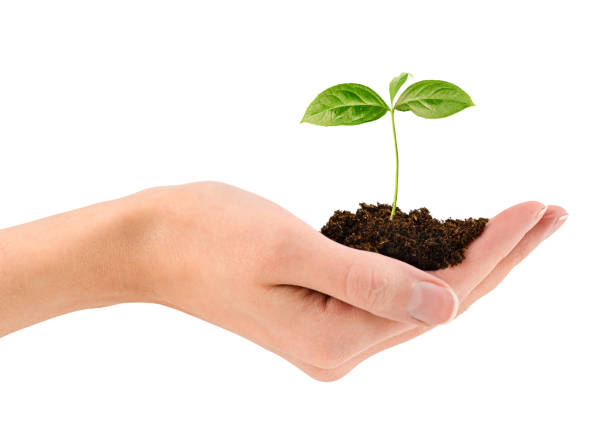 istock young plant in hand 1369016058