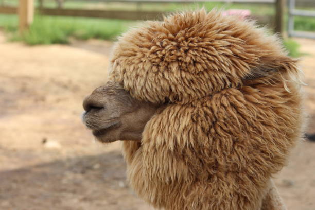 istock Side Angle Portrait Fluffy Alpaca Llama Funny Smile 1369016893