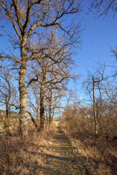 ebing, stadt waldkraiburg - prallhang, heisting, mühldorf am inn, oberbayern, bayern, germania - in der stadt foto e immagini stock